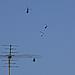 hulk_chopper-roof-36.jpg